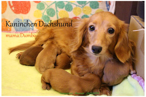 販売中のカニンヘンダックスフンド(ロングヘアード)の親犬